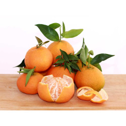 MANDARINA MARISOL