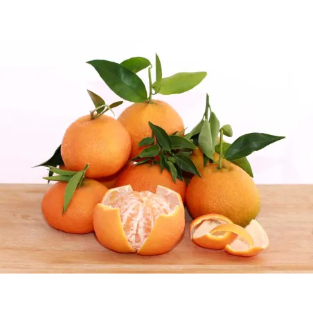 Mandarina clementina variedad Marisol. Se pela muy fácil