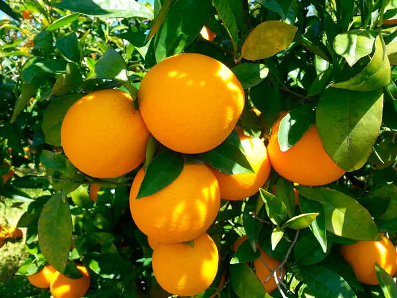 Naranjas de mesa