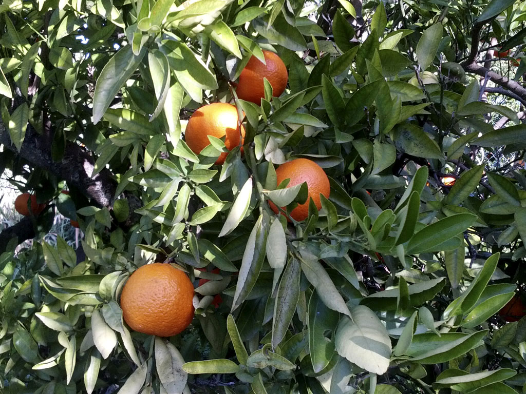 mandarina clemenvilla